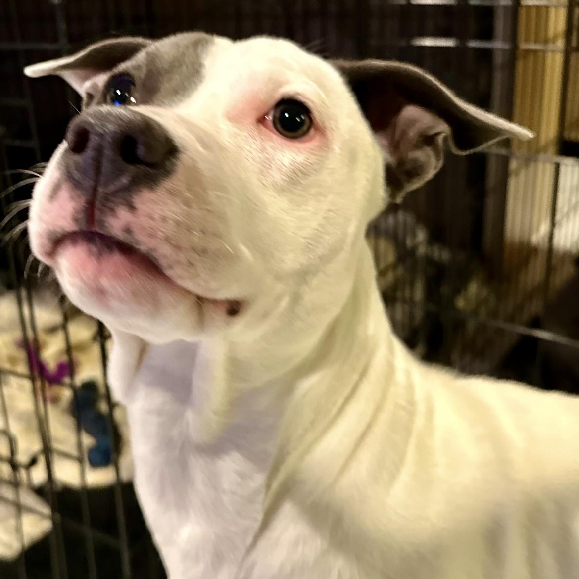 Enlarge Dorothy, a Adoptable mixed breed in North Dighton, MA image 5/5