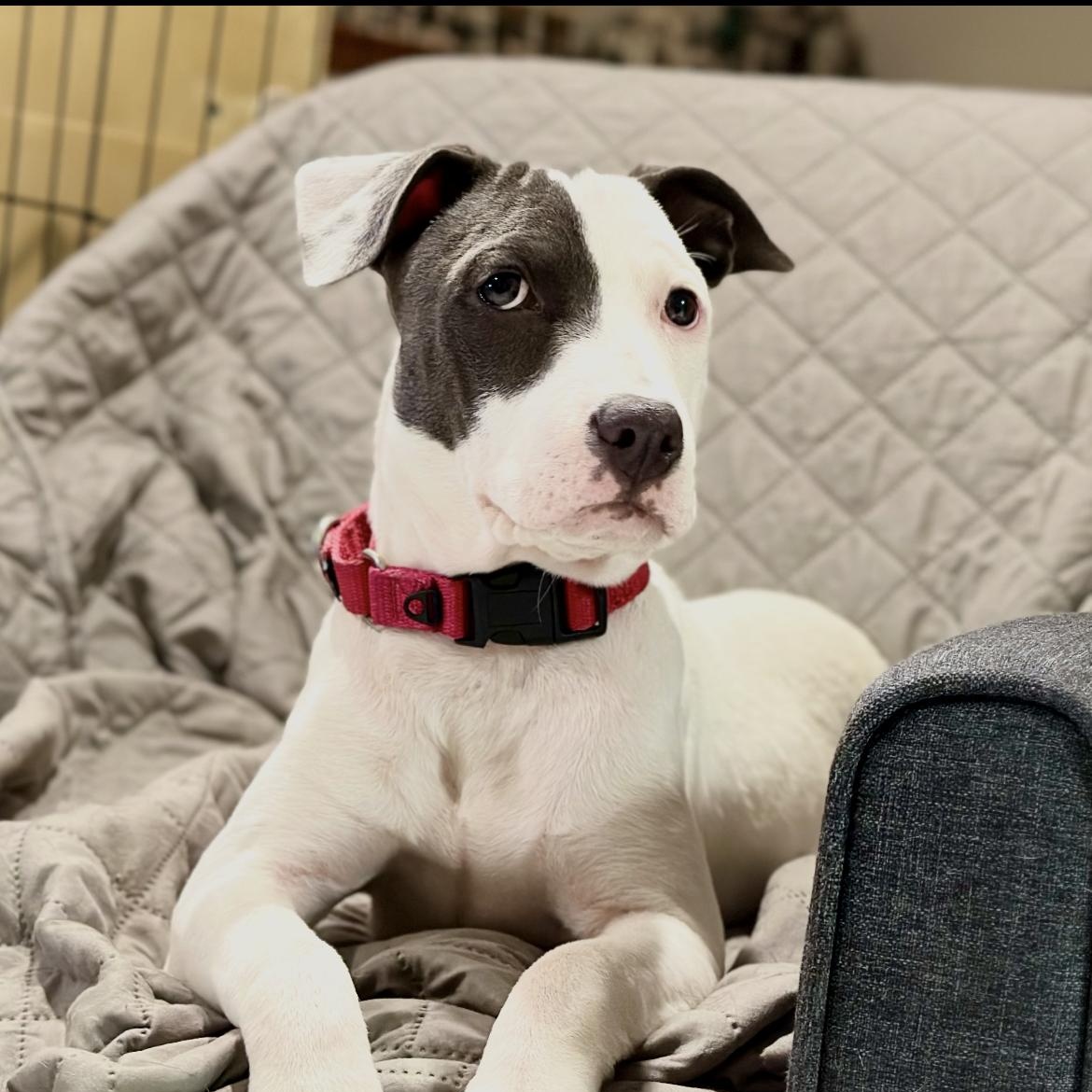 Dorothy, Adoptable, Puppy Female Mixed Breed.