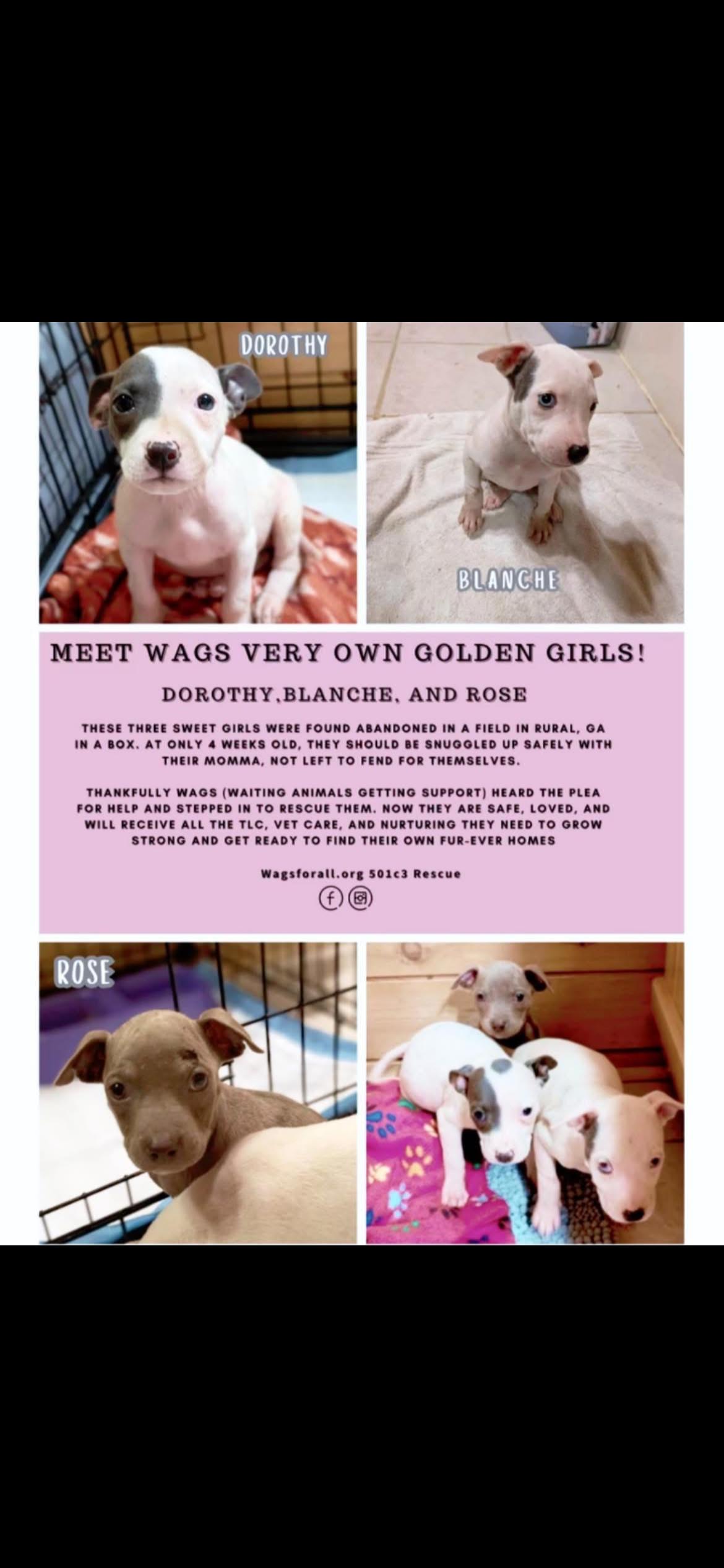 Enlarge Dorothy, a Adoptable mixed breed in North Dighton, MA image 3/5