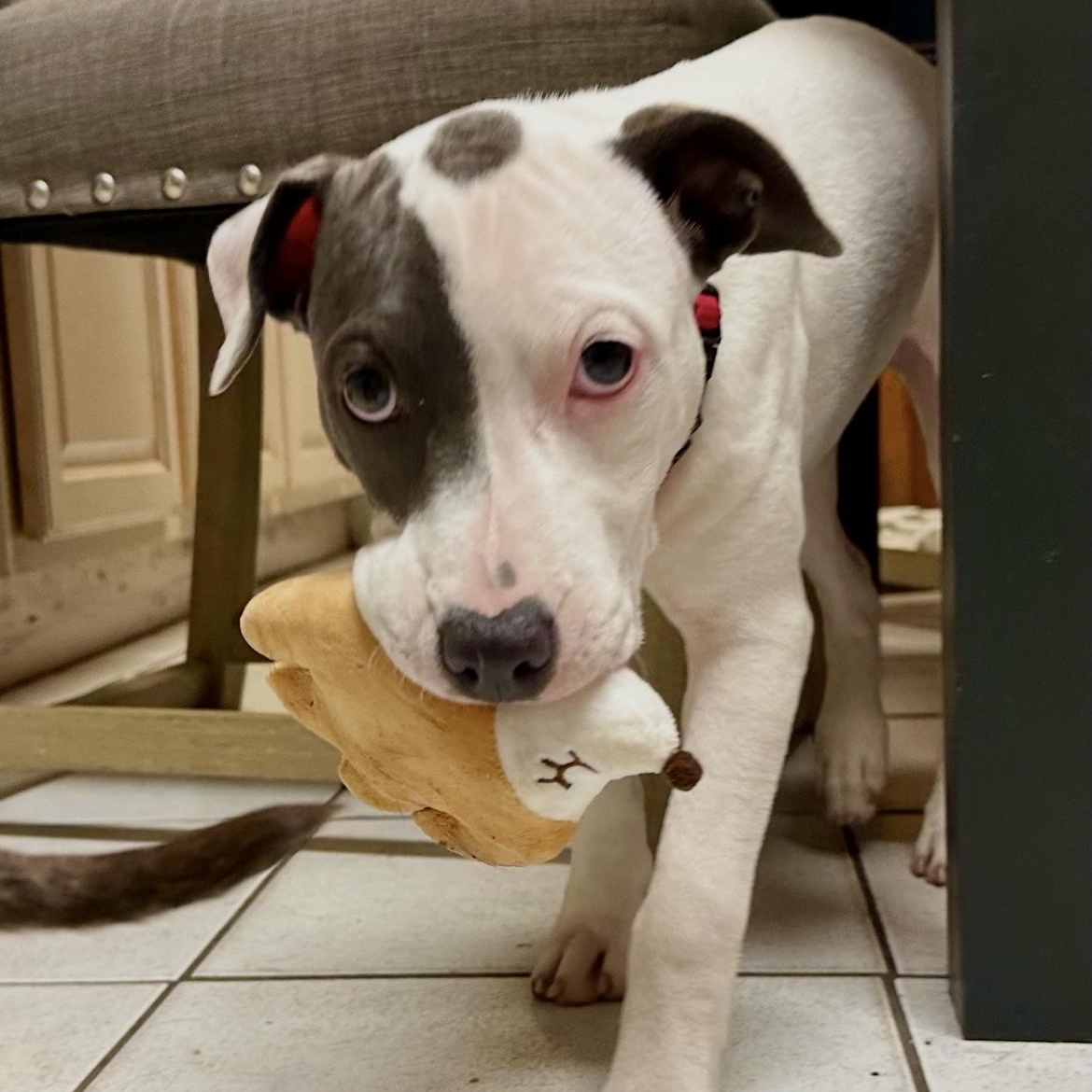 Enlarge Dorothy, a Adoptable mixed breed in North Dighton, MA image 4/5