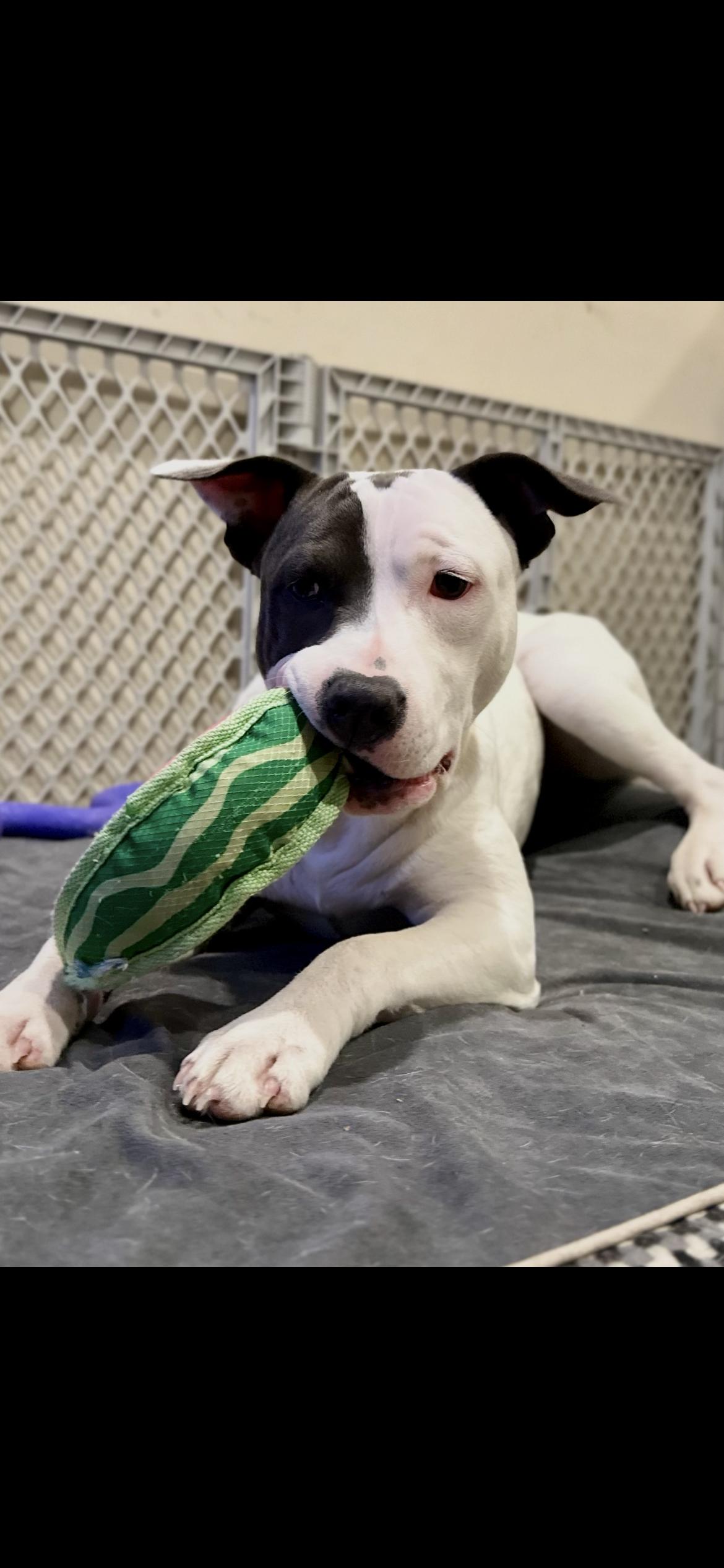 Enlarge Dorothy, a Adoptable mixed breed in North Dighton, MA image 4/5