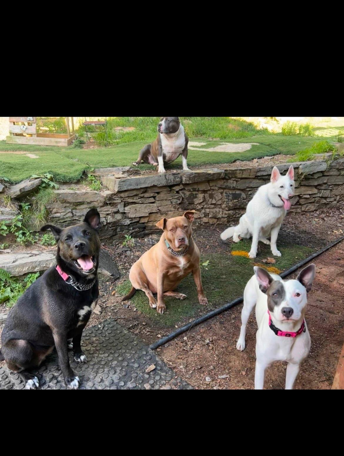 Enlarge Dorothy, a Adopted mixed breed in North Dighton, MA image 6/6