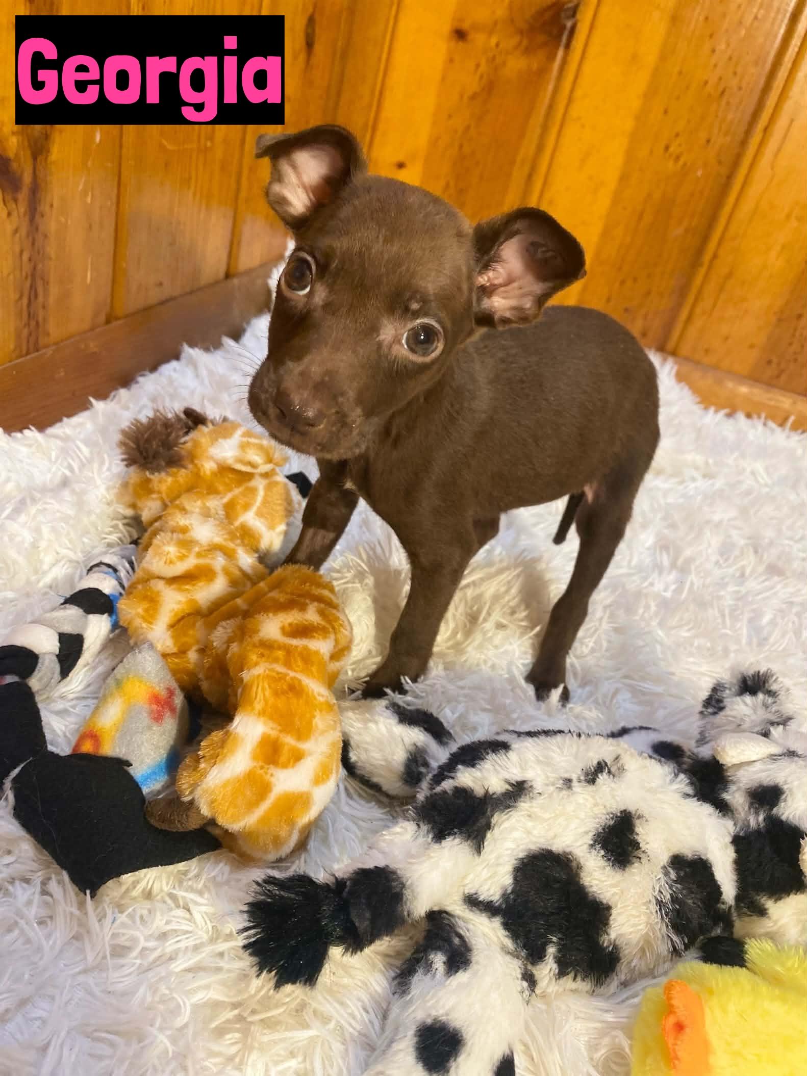 Georgia, adopted, Puppy Female Mixed Breed.