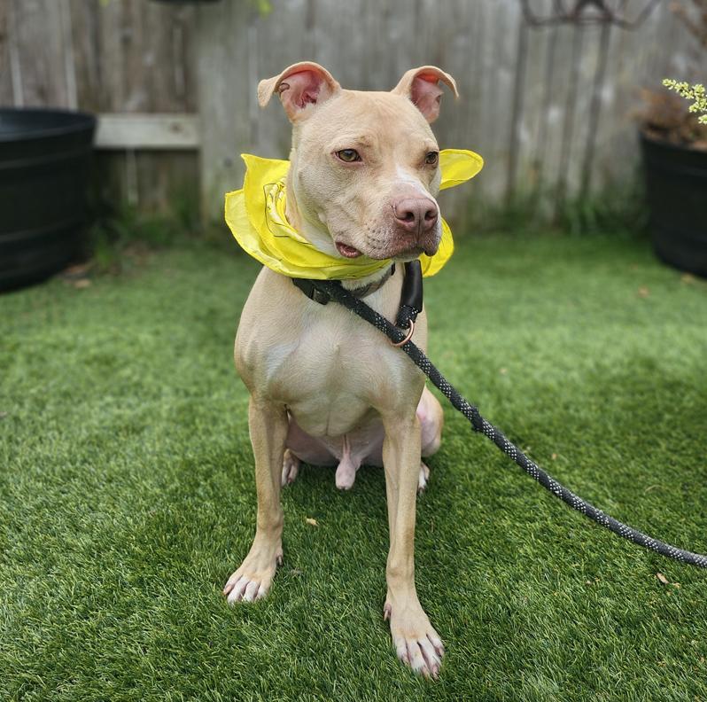 Dog for adoption Cheesey, an American Staffordshire Terrier Mix in