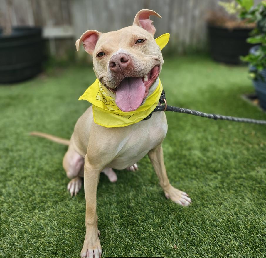 Dog for adoption Cheesey, an American Staffordshire Terrier Mix in