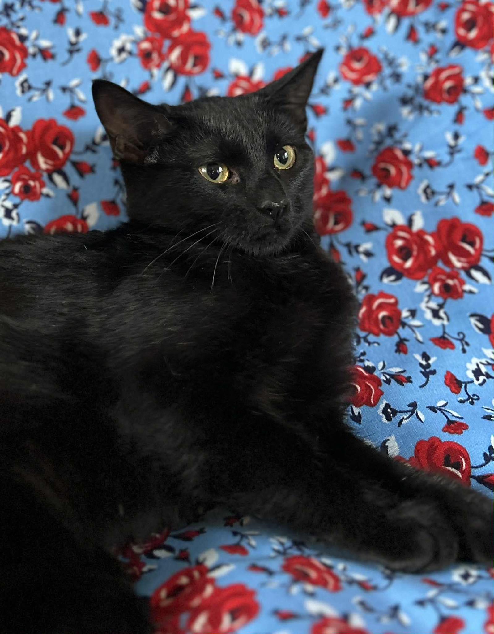 Wildfire, Adoptable, Young Male Domestic Short Hair.