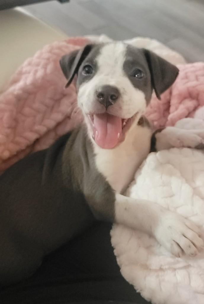 Enlarge Dove, a Adoptable mixed breed in Bristol, WI image 1/3