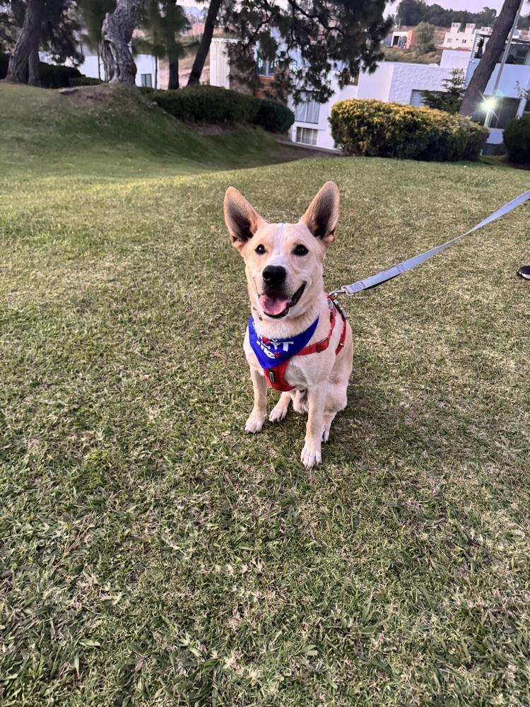 Enlarge Sky, a Adoptable mixed breed in Gig Harbor, WA image 1/6