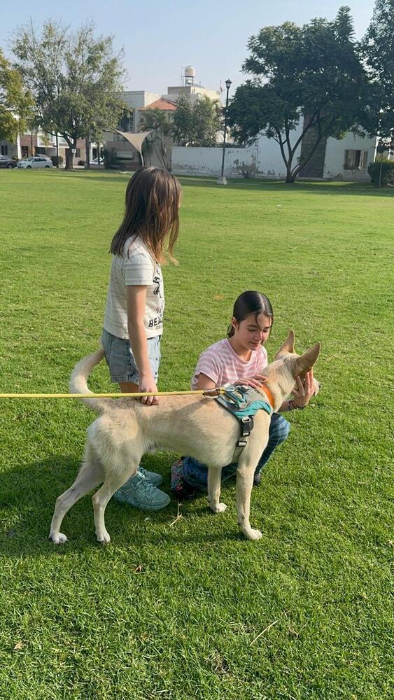 Enlarge Sky, a Adoptable mixed breed in Gig Harbor, WA image 2/6