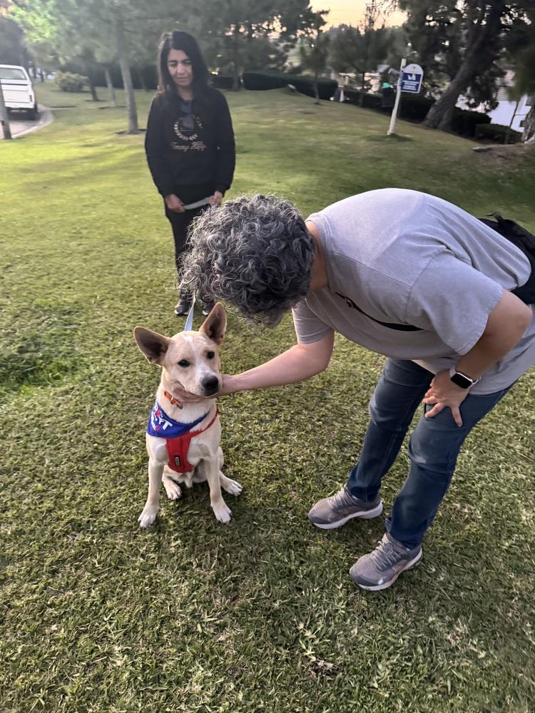 Enlarge Sky, a Adoptable mixed breed in Gig Harbor, WA image 3/6