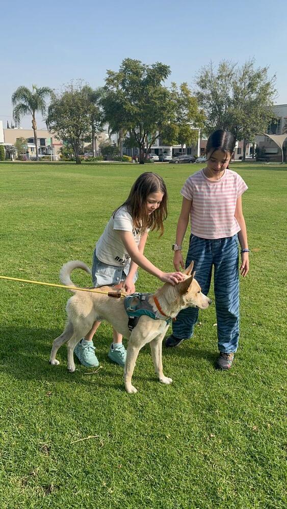 Enlarge Sky, a Adoptable mixed breed in Gig Harbor, WA image 4/6
