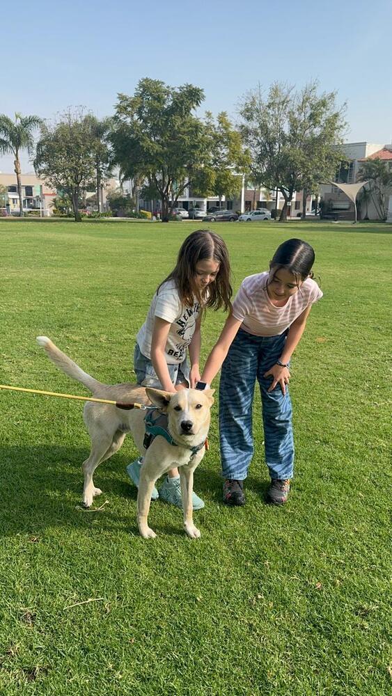 Enlarge Sky, a Adoptable mixed breed in Gig Harbor, WA image 5/6