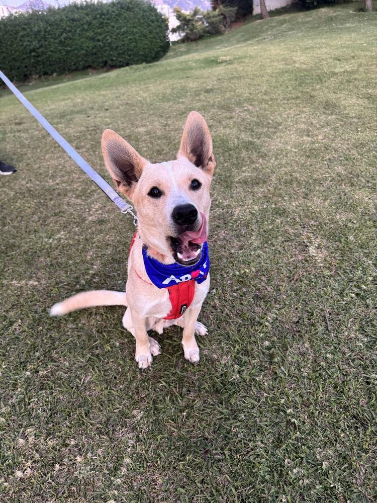 Enlarge Sky, a Adoptable mixed breed in Gig Harbor, WA image 6/6