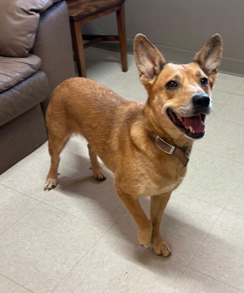 Enlarge Cinnamon, a Adoptable mixed breed in Fayetteville, TN image 1/3