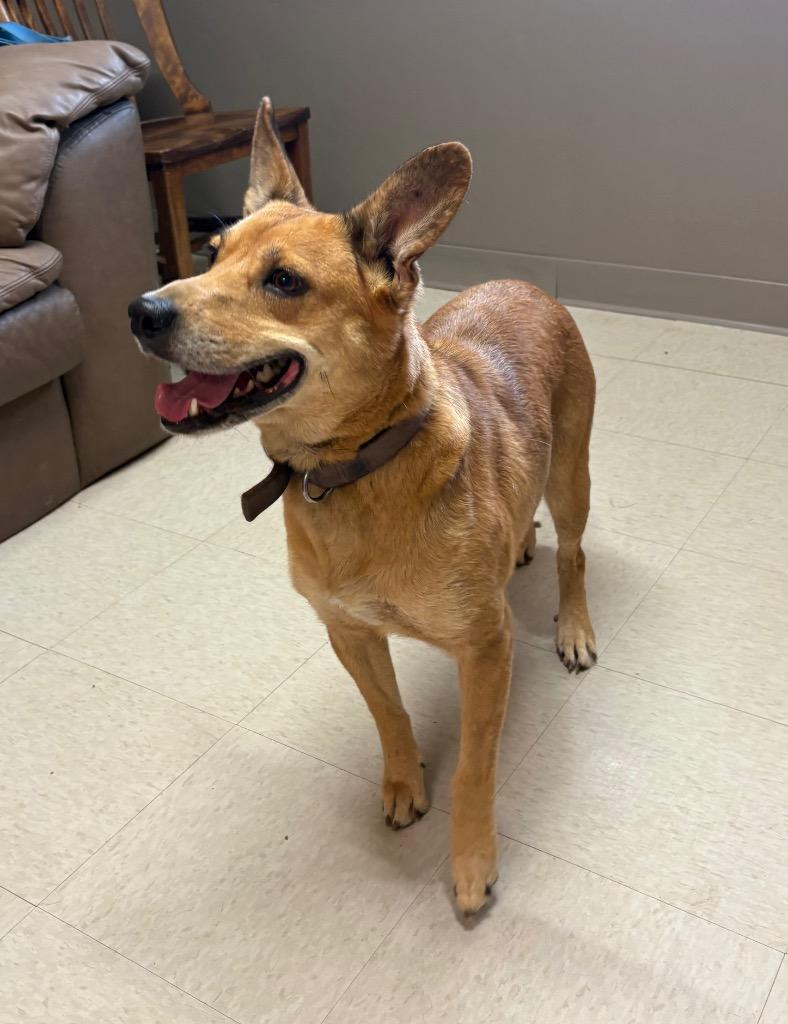 Enlarge Cinnamon, a Adoptable mixed breed in Fayetteville, TN image 2/3