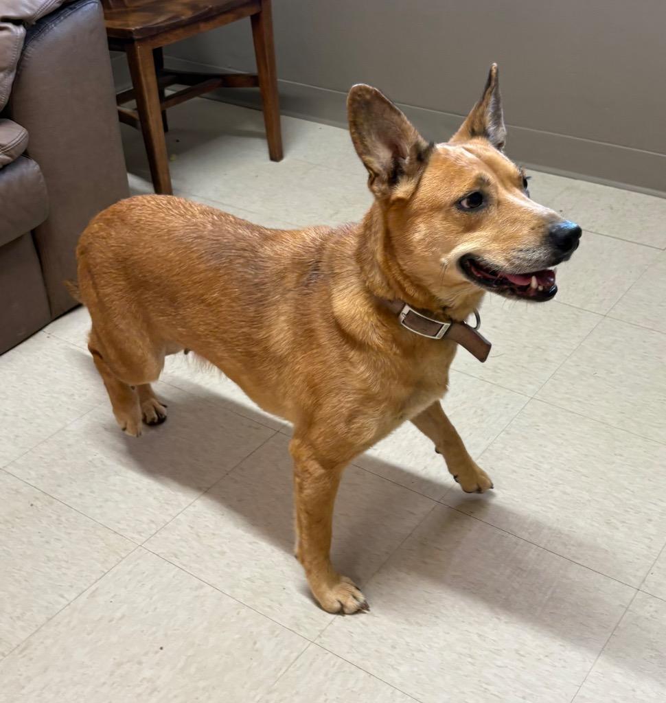 Enlarge Cinnamon, a Adoptable mixed breed in Fayetteville, TN image 3/3