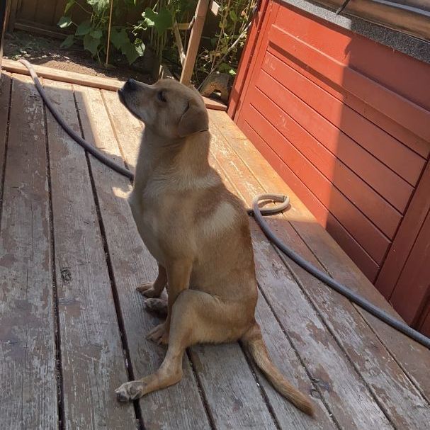 Luna, a Adoptable mixed breed in Surrey, BC image 2/4