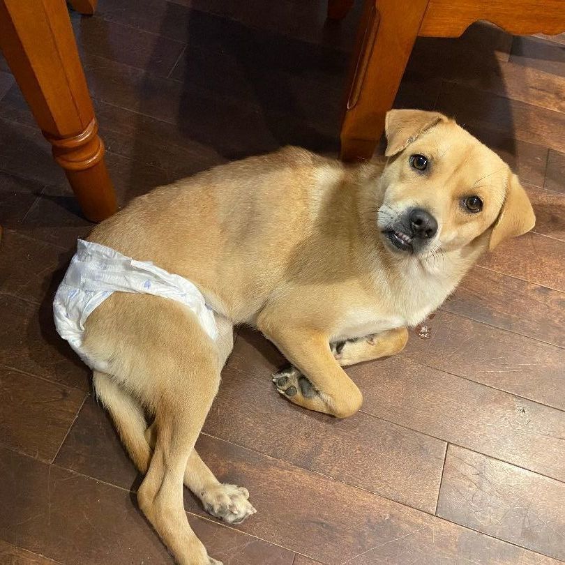 Luna, a Adoptable mixed breed in Surrey, BC image 3/4