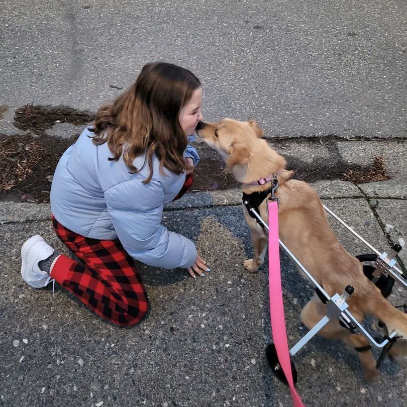 Luna, a Adoptable mixed breed in Surrey, BC image 4/4