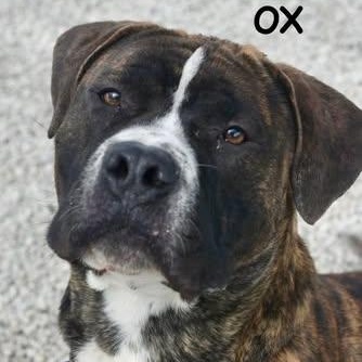 OX, adopted, Young Male Mastiff.