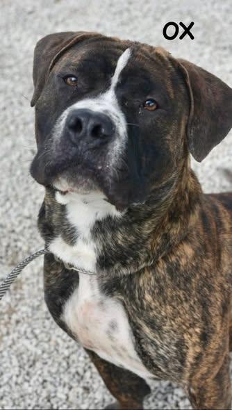 OX, an adopted Mastiff in Bowling Green, OH image 6/6