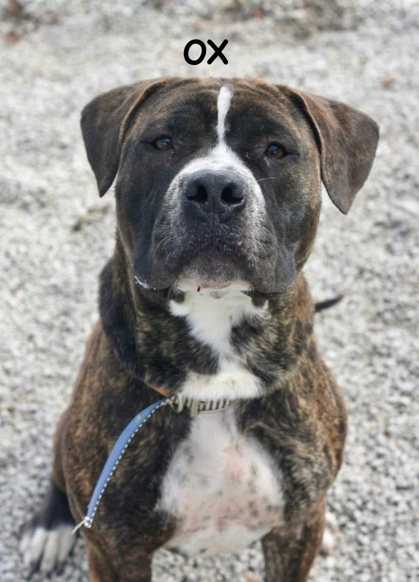 OX, an adopted Mastiff in Bowling Green, OH image 3/6