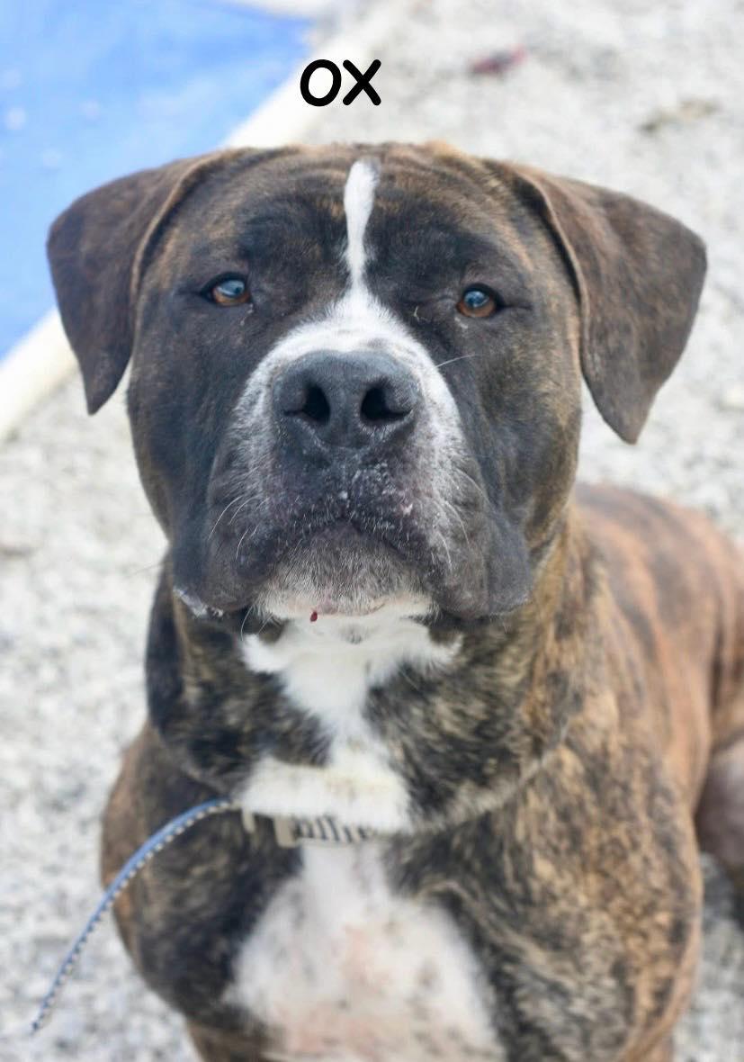 OX, an adopted Mastiff in Bowling Green, OH image 4/6