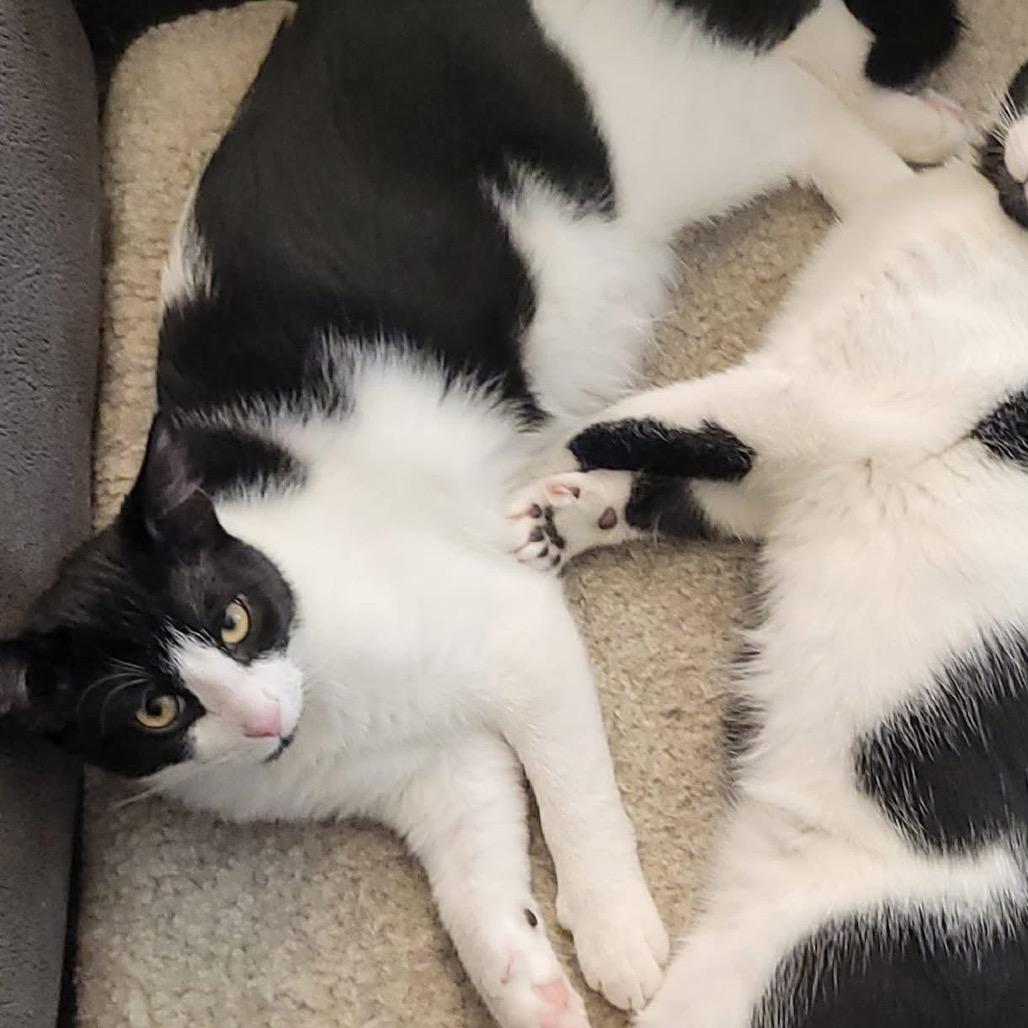 Enlarge Aspenkit, a Adoptable Domestic Short Hair in Silver Spring, MD image 1/6