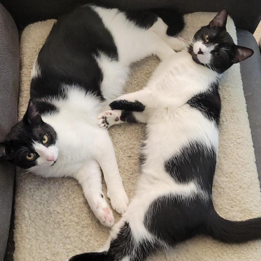 Enlarge Aspen (bonded with Cedar), a Adoptable Domestic Short Hair in Silver Spring, MD image 2/6