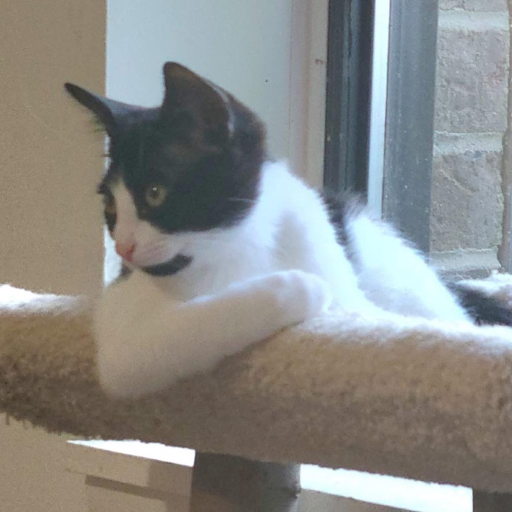 Enlarge Aspenkit, a Adoptable Domestic Short Hair in Silver Spring, MD image 2/6