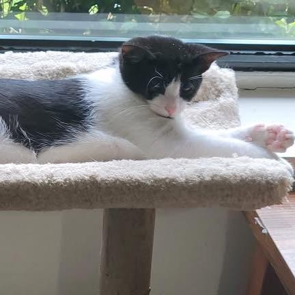 Enlarge Aspenkit, a Adoptable Domestic Short Hair in Silver Spring, MD image 3/6