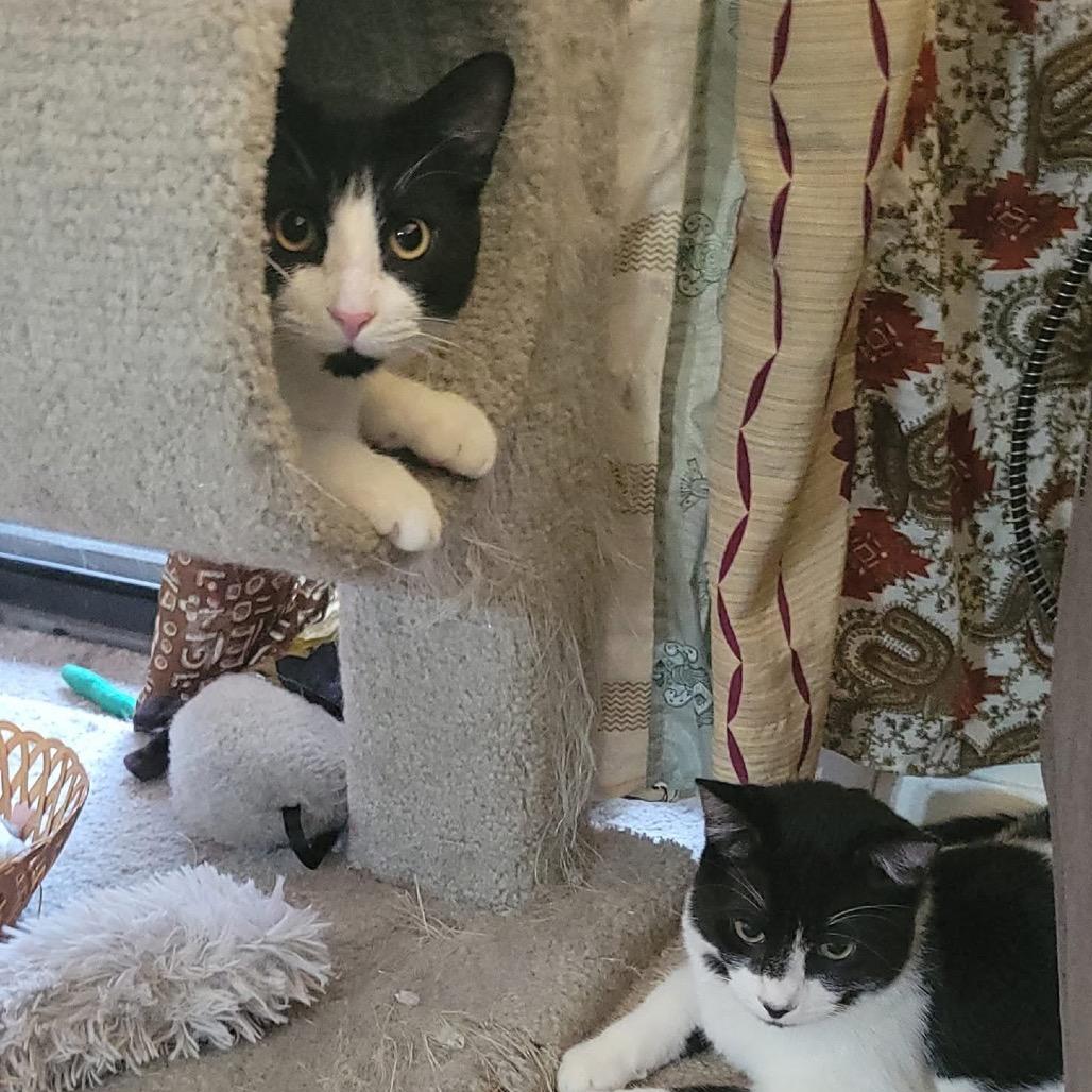 Enlarge Aspenkit, a Adoptable Domestic Short Hair in Silver Spring, MD image 4/6