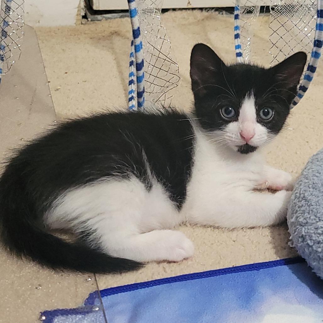 Enlarge Aspenkit, a Adoptable Domestic Short Hair in Silver Spring, MD image 5/6