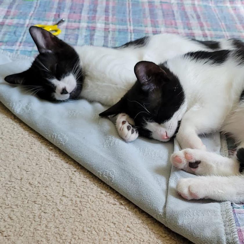 Enlarge Aspenkit, a Adoptable Domestic Short Hair in Silver Spring, MD image 6/6