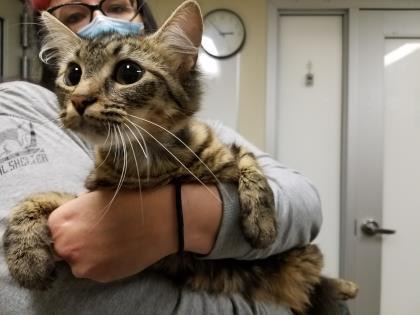 Fanta, Adoptable, Young Female Domestic Medium Hair & Domestic Short Hair.