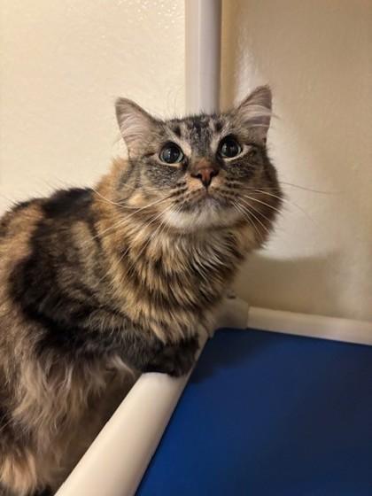 Enlarge Fanta, a Adoptable mixed breed in Everett, WA image 2/2