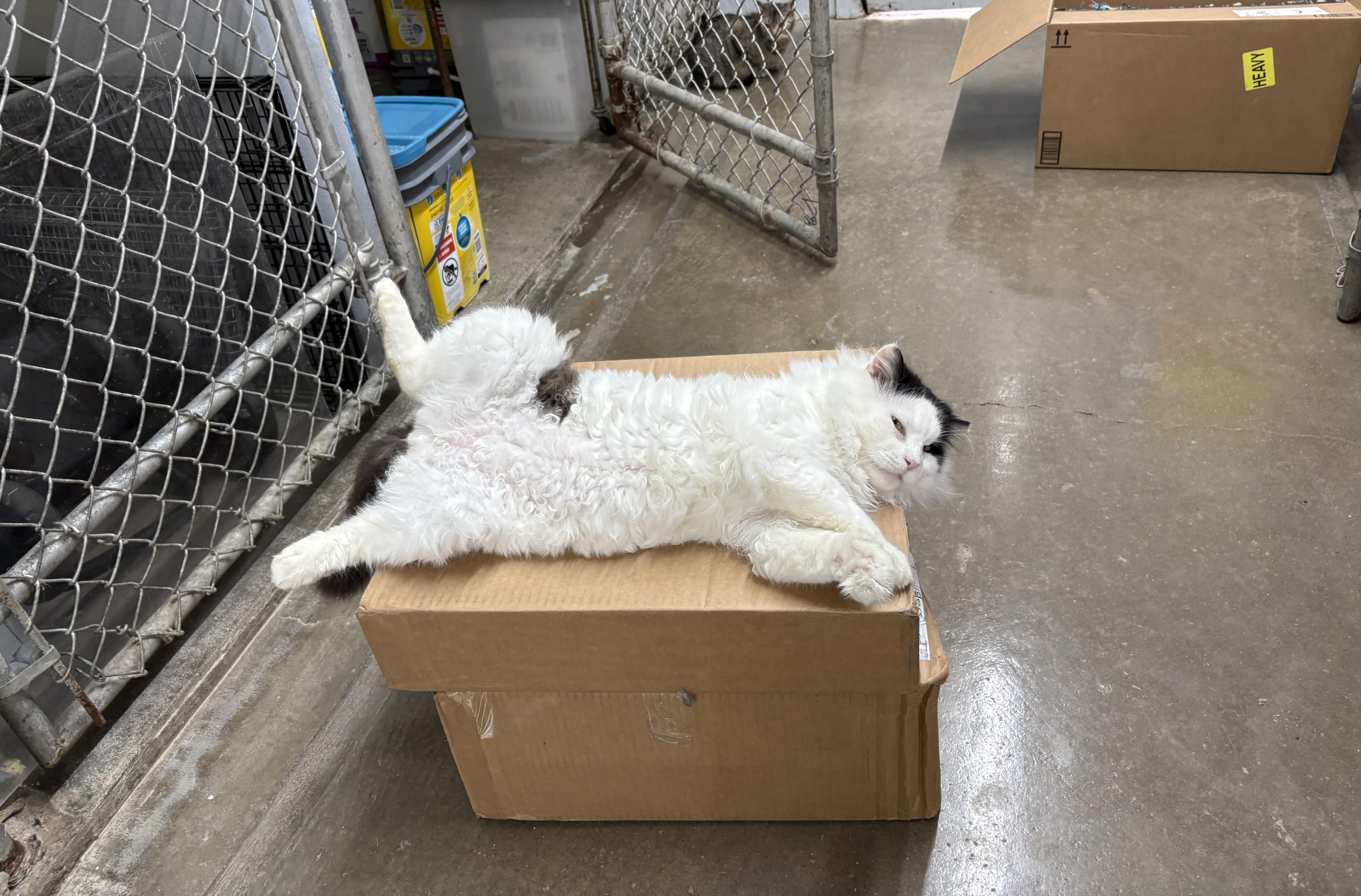 Enlarge Jethro, a ADOPTABLE Domestic Long Hair in Wilder, KY image 2/3