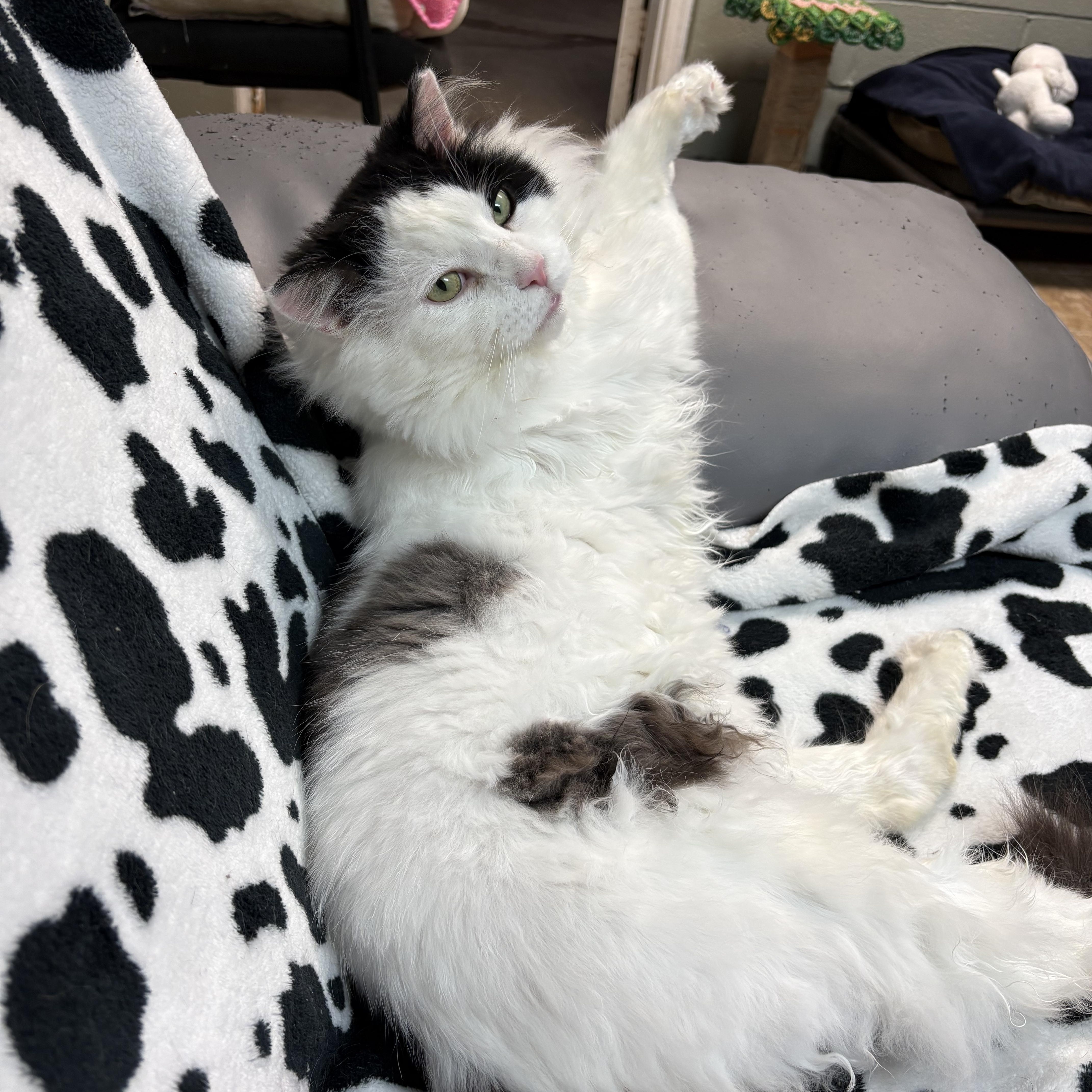 Jethro, ADOPTABLE, Senior Male Domestic Long Hair.