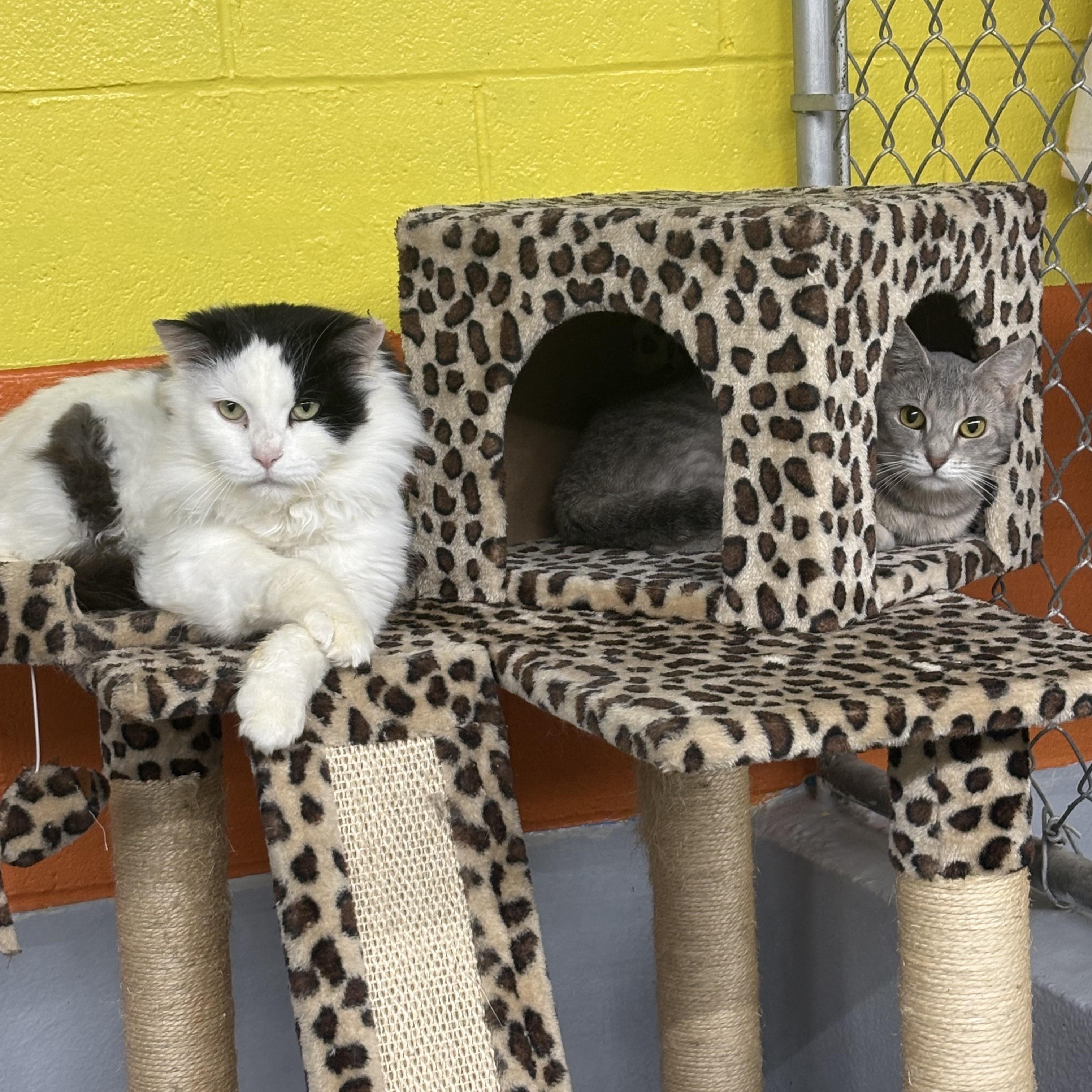 Enlarge Jethro, a ADOPTABLE Domestic Long Hair in Wilder, KY image 3/3