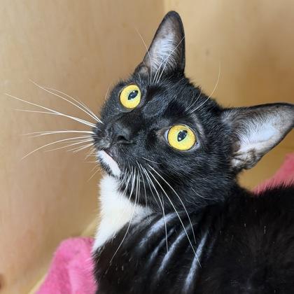 Mimo, a Adoptable mixed breed in San Francisco, CA image 2/3