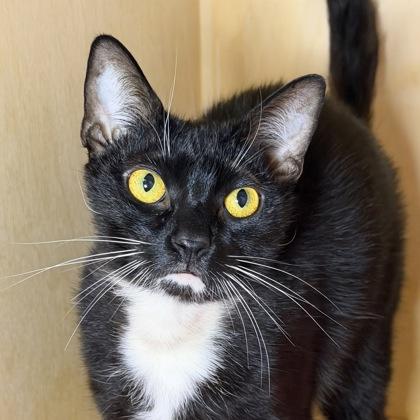 Mimo, a Adoptable mixed breed in San Francisco, CA image 3/3