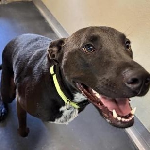 Enlarge Cane Gregory, a ADOPTABLE mixed breed in Converse, TX image 2/2