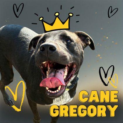 Cane Gregory, ADOPTABLE, Adult Male Labrador Retriever.