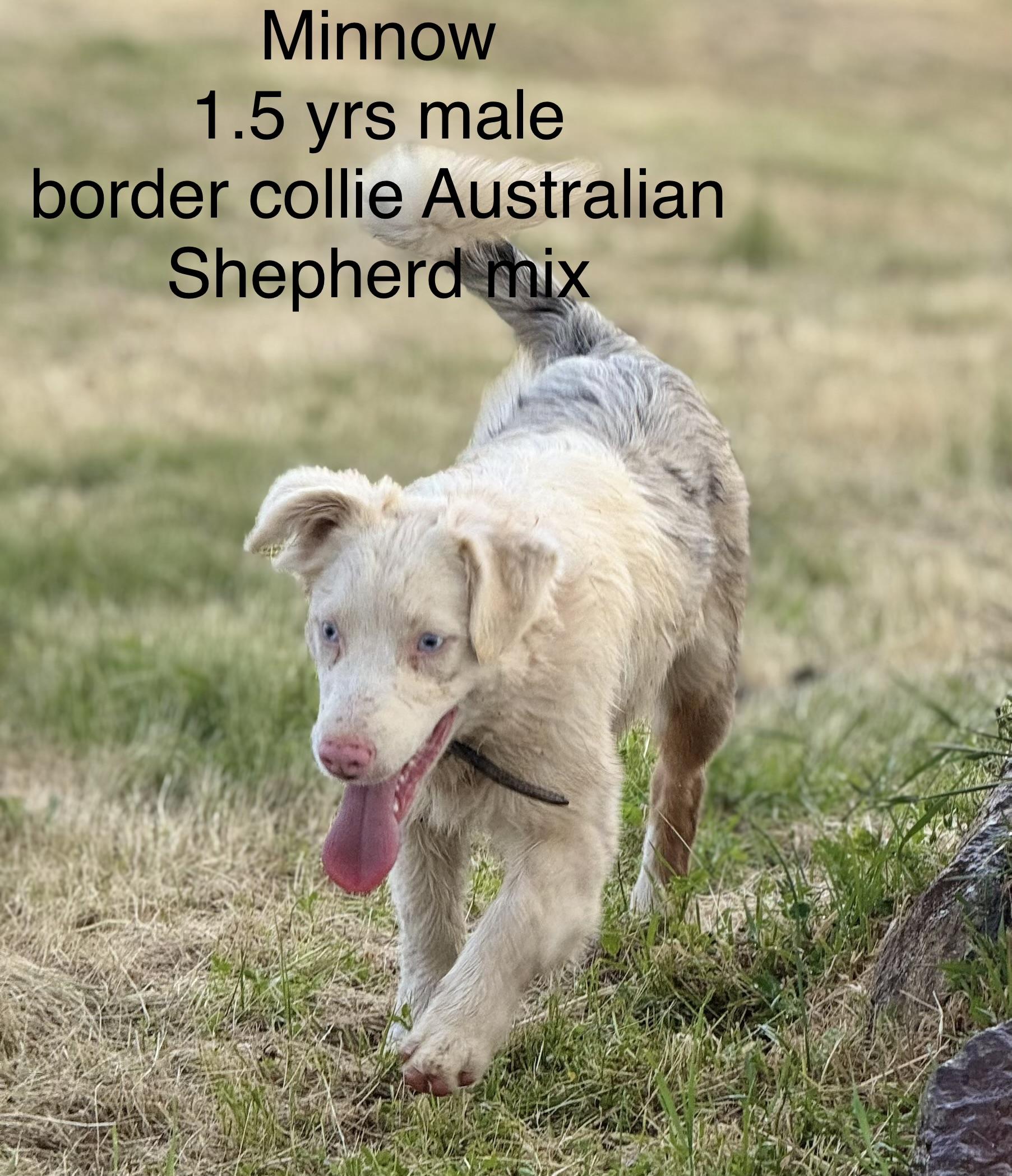 Minnow, a ADOPTABLE mixed breed in modesto, CA image 2/3