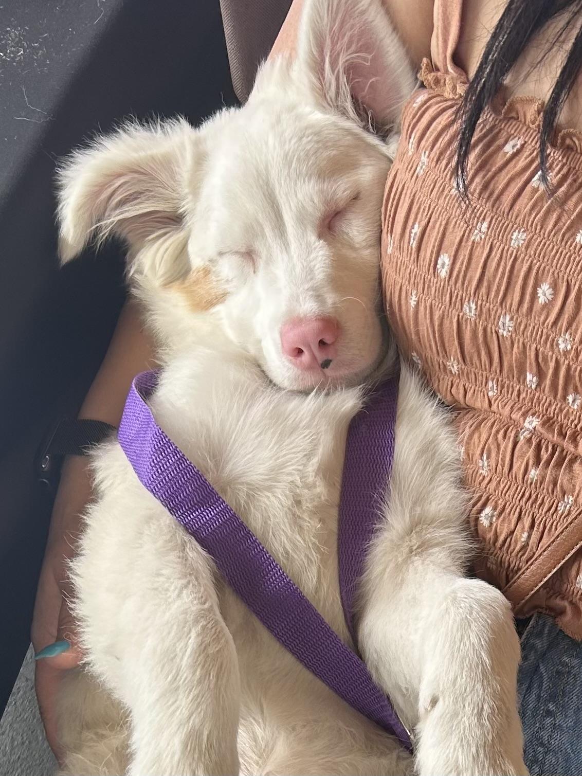 Minnow, a ADOPTABLE mixed breed in modesto, CA image 3/3