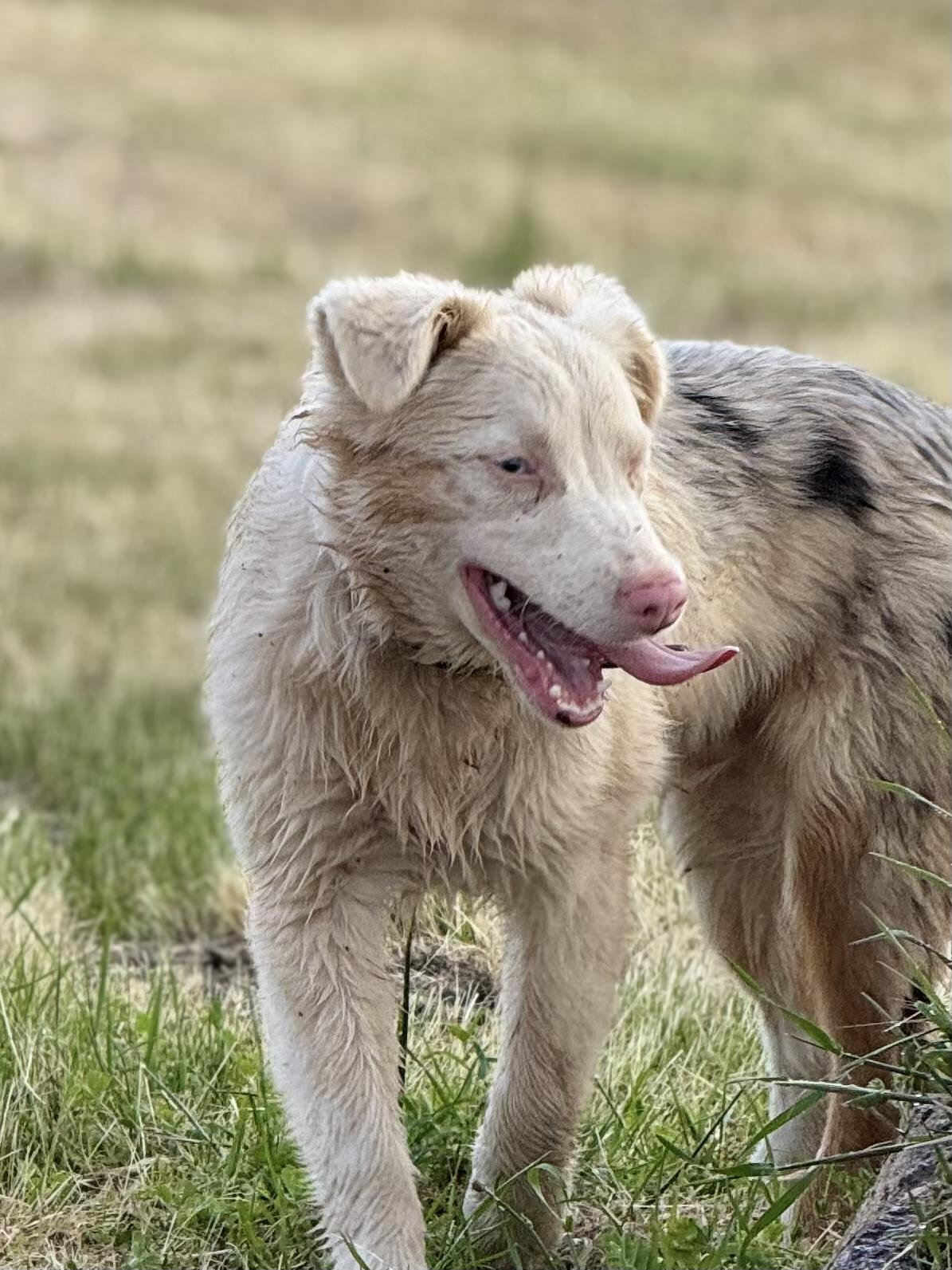 Minnow, a ADOPTABLE mixed breed in modesto, CA image 1/3