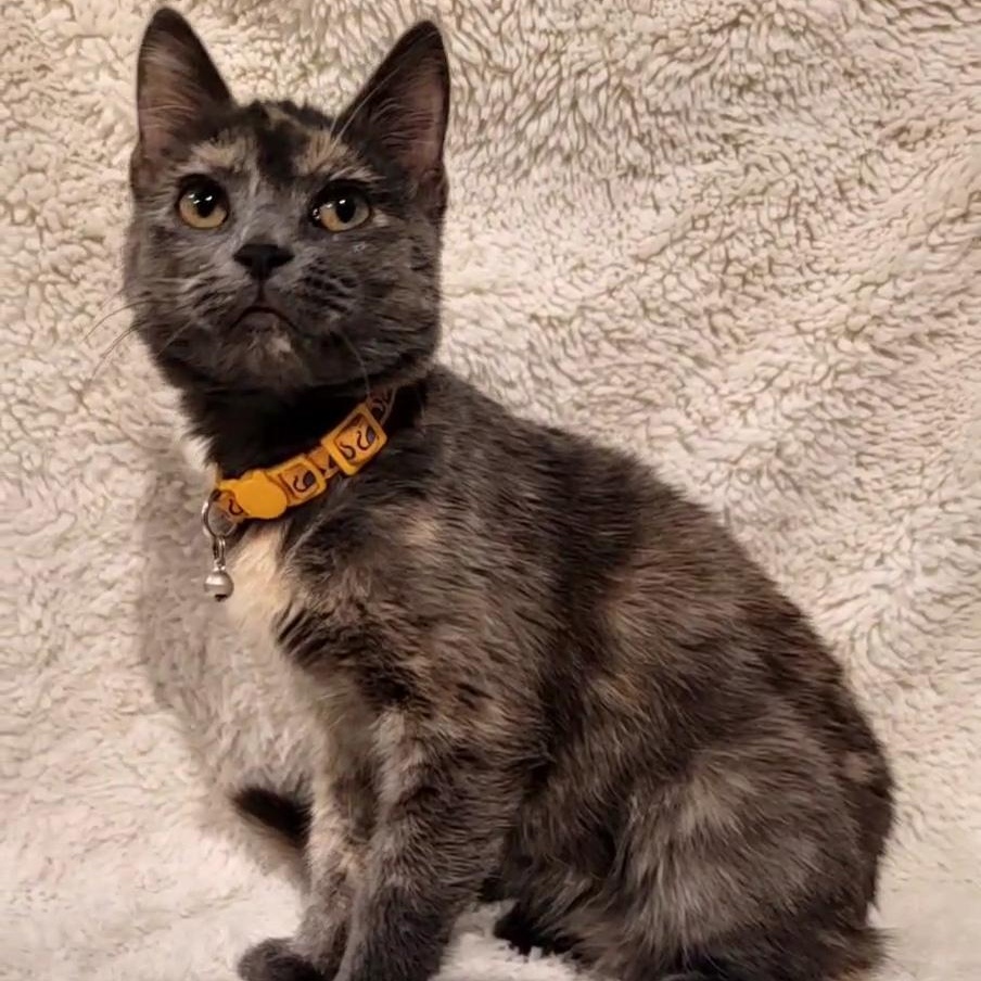 Winnie, an adopted Dilute Tortoiseshell in Saint Paul, MN image 2/2