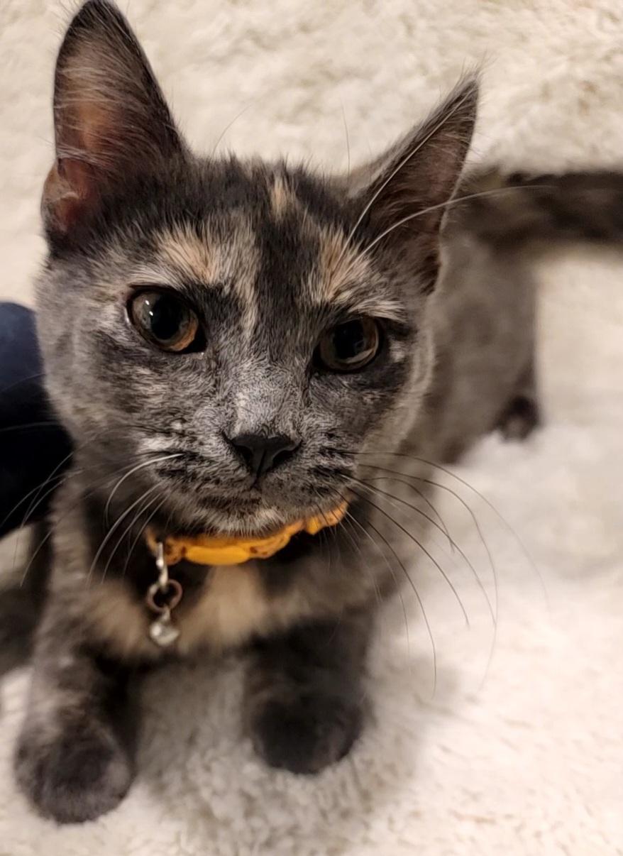 Winnie, an adopted Dilute Tortoiseshell in Saint Paul, MN image 1/2