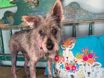 Meadow, Adoptable, Senior Female Schnauzer & Rat Terrier.