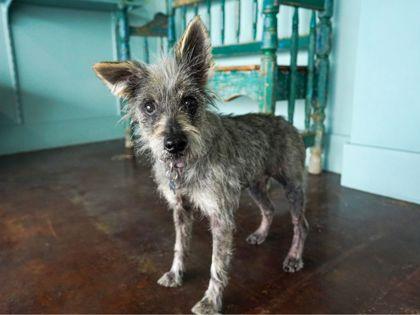 Meadow, a Adoptable mixed breed in San Antonio, TX image 3/3